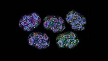 Mini Brains Grown 5 Years: Human-Like Maturity