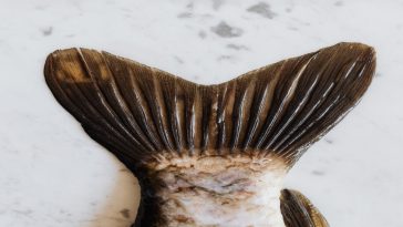 Illinois encourages carp consumption to save native species