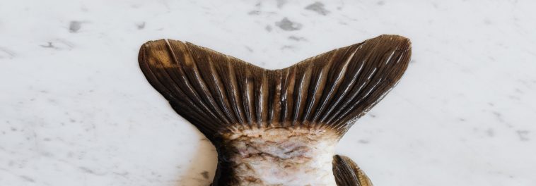 Illinois encourages carp consumption to save native species