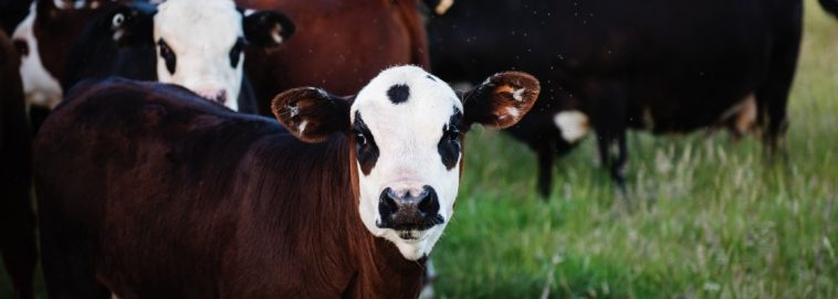 Seaweed additives in animal feed to curb livestock emissions
