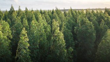 110 countries pledge to end deforestation by 2030