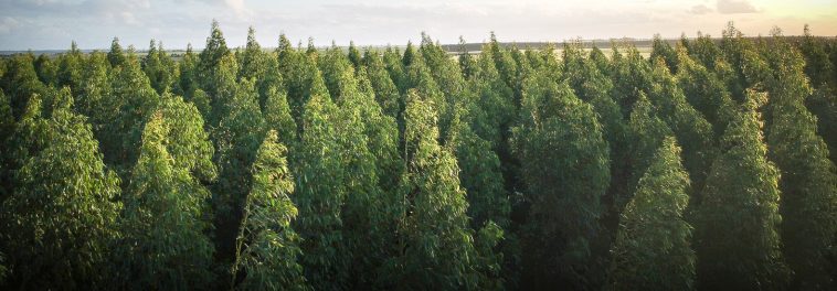 110 countries pledge to end deforestation by 2030