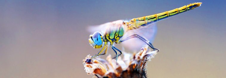Dragonflies are losing their color due to climate change