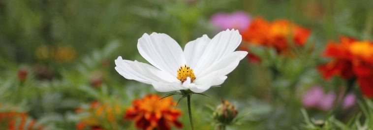 Air Wick offers free wildflower seeds to gardeners
