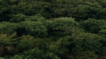 Ancient forest in China discovered by cave explorers