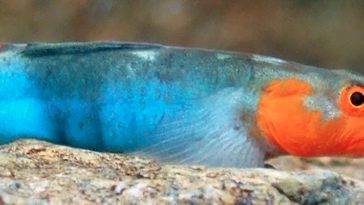 Introducing 212 new freshwater fish species