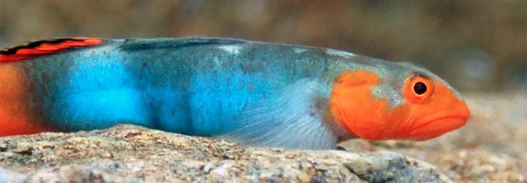 Introducing 212 new freshwater fish species