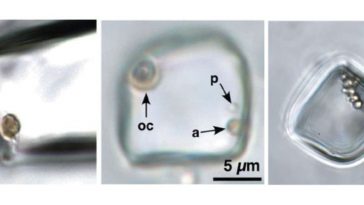 Potentially Alive 830-Million-Year-Old Organisms Found Trapped in Ancient Rock