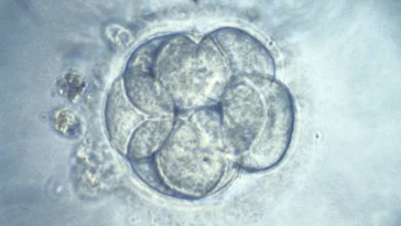 Precise Gene Editing in Embryos: 'Designer Baby' Debate