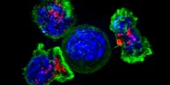 CAR T: Blood Cancer Breakthrough to Solid Tumors