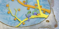 Brain Memory Storage: Could We Be Wrong?