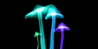 Alzheimer's Breakthrough: Magic Mushrooms Help Woman