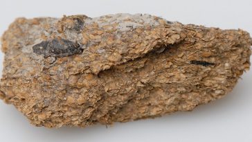 Signs of Blue Cheese And Beer Discovered in Well-Preserved Poop of Iron Age Europeans