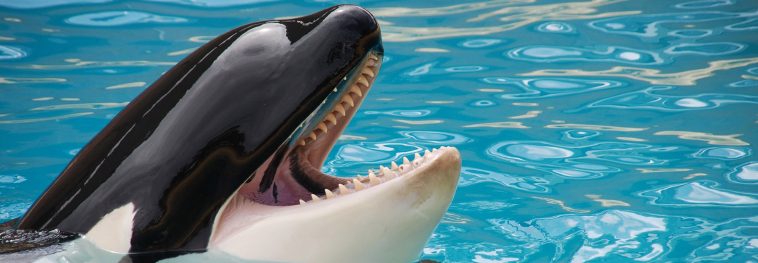 Orcas are snacking on fishing lines