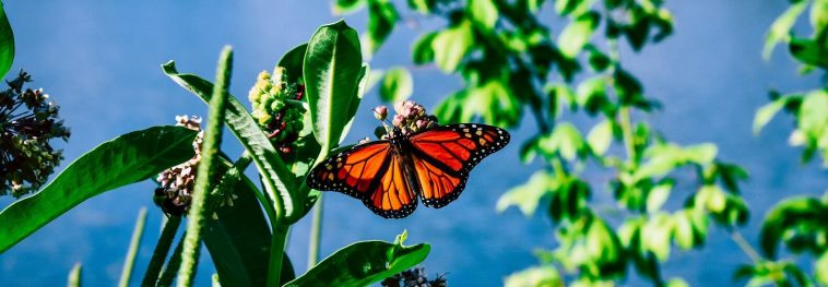 Monarch butterfly listed as endangered on the IUCN red list