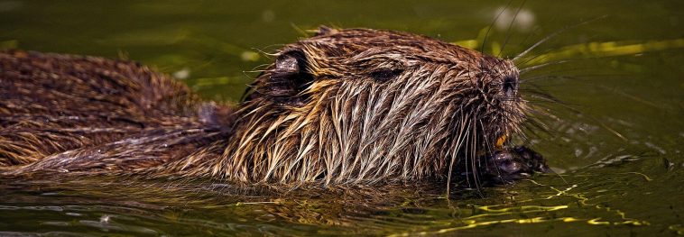 California focus on beaver restoration to fight climate change