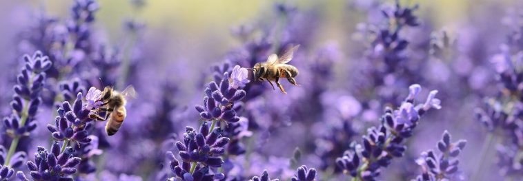 Rising ozone is harming the important work of pollinators
