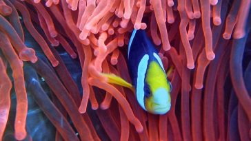 Earth has lost 14% of its coral reefs in less than a decade