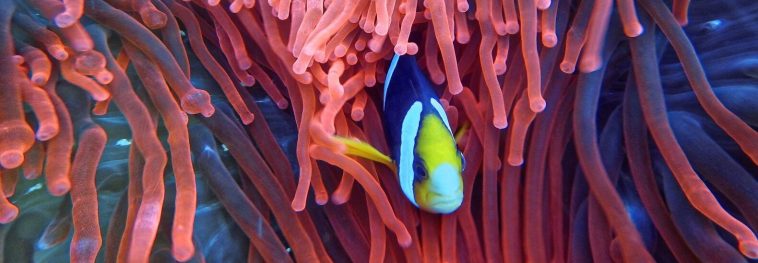 Earth has lost 14% of its coral reefs in less than a decade