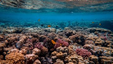 Coral growth may be boosted with artificial reefs