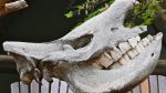 Rhino Tooth: Nature's Unstoppable Hammer (39 characters)