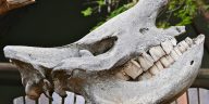 Rhino Tooth: Nature's Unstoppable Hammer (39 characters)