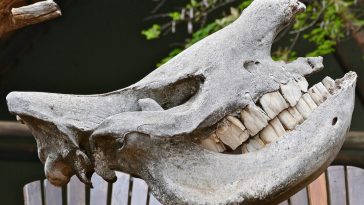 Rhino Tooth: Nature's Unstoppable Hammer (39 characters)