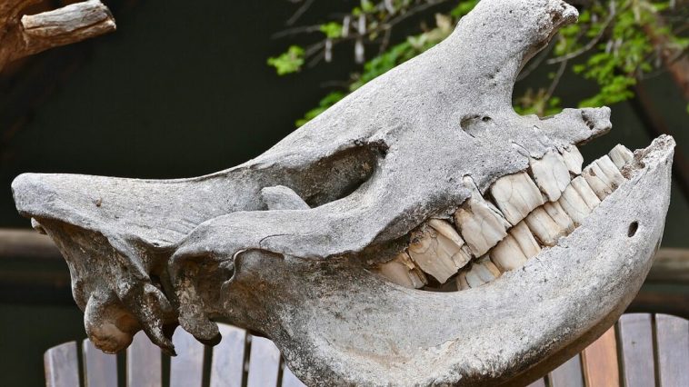 Rhino Tooth: Nature's Unstoppable Hammer (39 characters) Rhino Tooth: Nature's Unstoppable Hammer (39 characters)
