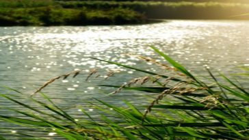 PFAS could be reduced by Australian plants
