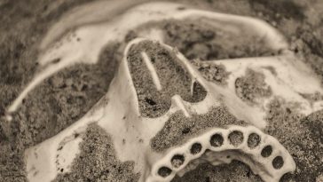 Human fossils found in cave questions origins of humankind