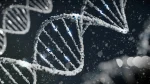 Rare Gene Variant Slashes Diabetes & Heart Disease Risk Rare Gene Variant Slashes Diabetes & Heart Disease Risk