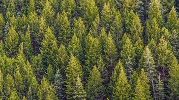 How many trees does it take to meet toilet paper demands?