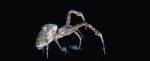 Scientists Used AI to Track Spiders Building Webs in The Dark in Unprecedented Detail