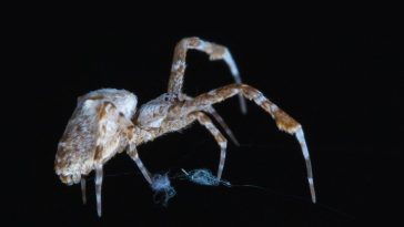 Scientists Used AI to Track Spiders Building Webs in The Dark in Unprecedented Detail