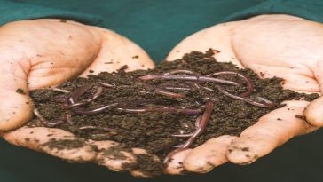 Jumping worm invasion isn't cause for alarm, experts say