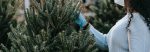 Climate change may drive up Christmas tree prices this year